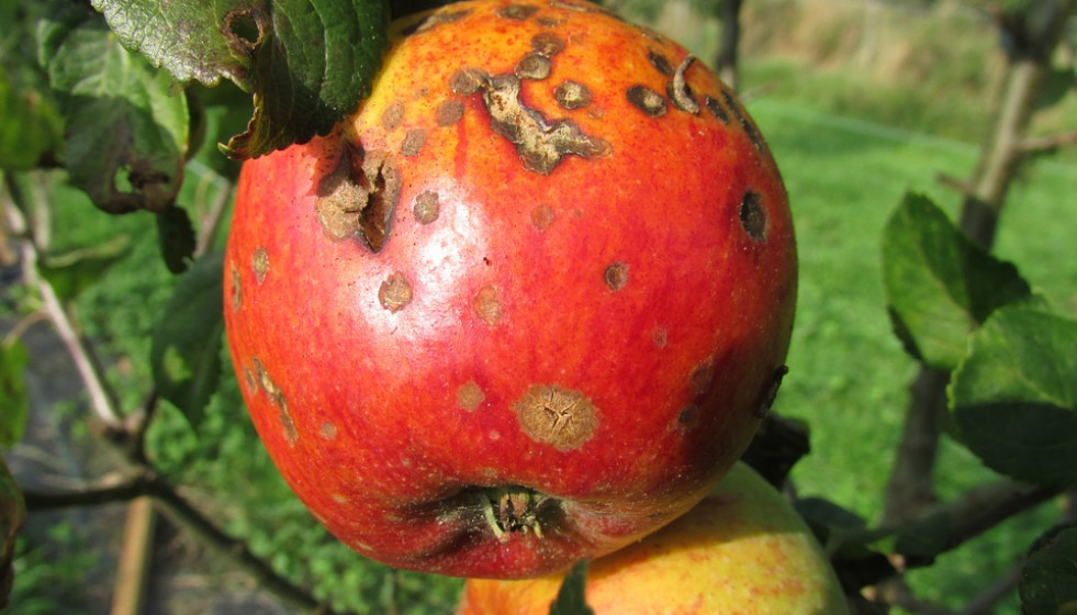 Manzana podrida