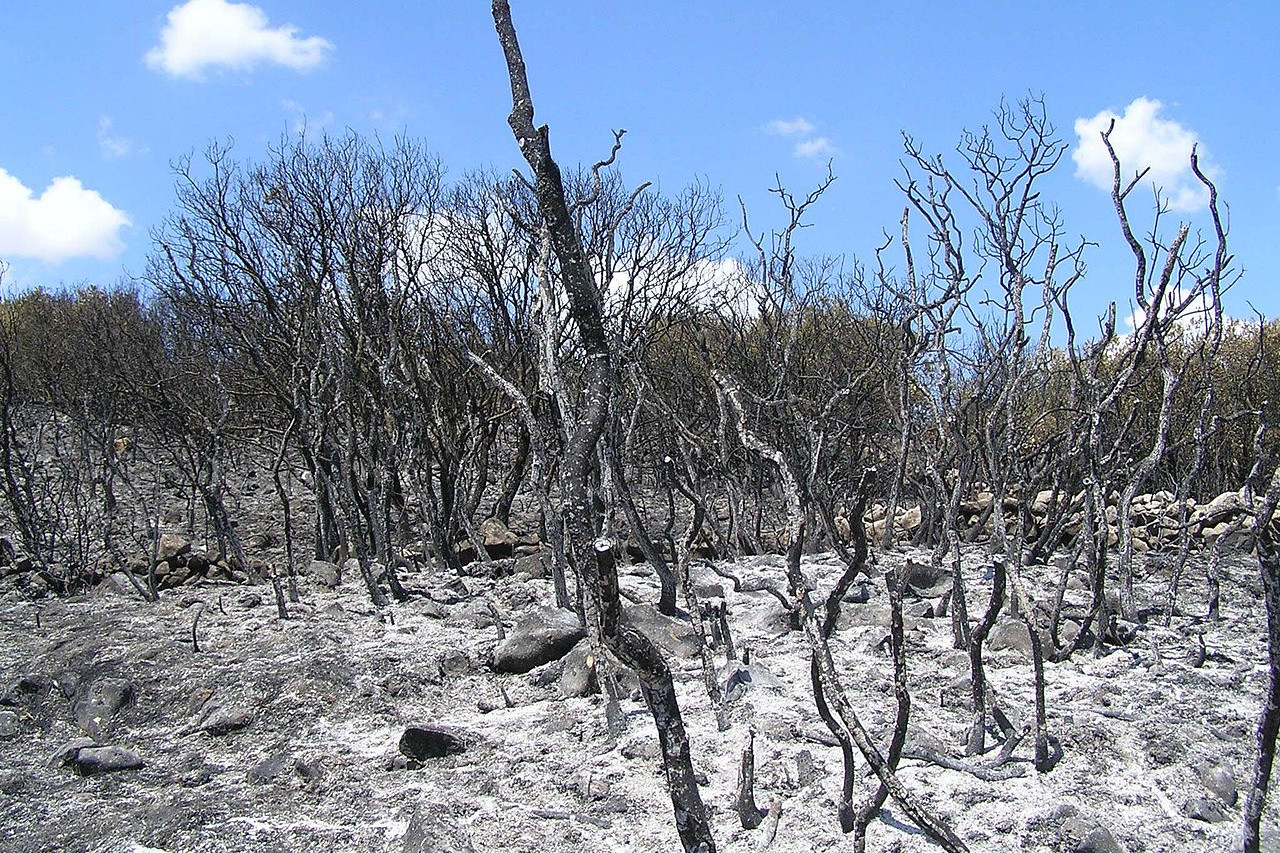 Brasil: la sequía está causada por la pérdida de los bosques